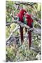 South America, Brazil, Mato Grosso do Sul, Jardim, A pair of red-and-green macaws together.-Ellen Goff-Mounted Premium Photographic Print