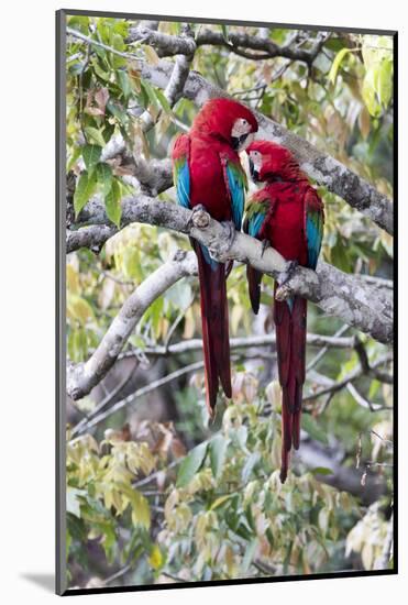 South America, Brazil, Mato Grosso do Sul, Jardim, A pair of red-and-green macaws together.-Ellen Goff-Mounted Photographic Print