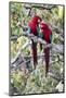 South America, Brazil, Mato Grosso do Sul, Jardim, A pair of red-and-green macaws together.-Ellen Goff-Mounted Photographic Print