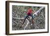 South America, Brazil, Mato Grosso do Sul, Jardim, A pair of red-and-green macaws together.-Ellen Goff-Framed Photographic Print