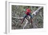 South America, Brazil, Mato Grosso do Sul, Jardim, A pair of red-and-green macaws together.-Ellen Goff-Framed Photographic Print