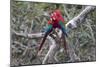 South America, Brazil, Mato Grosso do Sul, Jardim, A pair of red-and-green macaws together.-Ellen Goff-Mounted Photographic Print