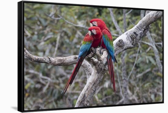 South America, Brazil, Mato Grosso do Sul, Jardim, A pair of red-and-green macaws together.-Ellen Goff-Framed Stretched Canvas