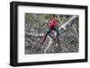 South America, Brazil, Mato Grosso do Sul, Jardim, A pair of red-and-green macaws together.-Ellen Goff-Framed Photographic Print