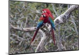 South America, Brazil, Mato Grosso do Sul, Jardim, A pair of red-and-green macaws together.-Ellen Goff-Mounted Photographic Print