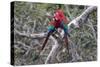 South America, Brazil, Mato Grosso do Sul, Jardim, A pair of red-and-green macaws together.-Ellen Goff-Stretched Canvas