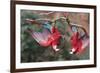 South America, Brazil, Mato Grosso do Sul, Jardim, A pair of red-and-green macaws together.-Ellen Goff-Framed Premium Photographic Print