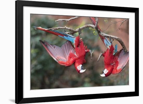 South America, Brazil, Mato Grosso do Sul, Jardim, A pair of red-and-green macaws together.-Ellen Goff-Framed Premium Photographic Print