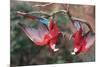 South America, Brazil, Mato Grosso do Sul, Jardim, A pair of red-and-green macaws together.-Ellen Goff-Mounted Premium Photographic Print