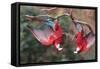 South America, Brazil, Mato Grosso do Sul, Jardim, A pair of red-and-green macaws together.-Ellen Goff-Framed Stretched Canvas