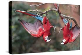 South America, Brazil, Mato Grosso do Sul, Jardim, A pair of red-and-green macaws together.-Ellen Goff-Stretched Canvas