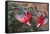 South America, Brazil, Mato Grosso do Sul, Jardim, A pair of red-and-green macaws together.-Ellen Goff-Framed Stretched Canvas