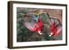 South America, Brazil, Mato Grosso do Sul, Jardim, A pair of red-and-green macaws together.-Ellen Goff-Framed Photographic Print