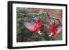 South America, Brazil, Mato Grosso do Sul, Jardim, A pair of red-and-green macaws together.-Ellen Goff-Framed Photographic Print