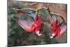 South America, Brazil, Mato Grosso do Sul, Jardim, A pair of red-and-green macaws together.-Ellen Goff-Mounted Photographic Print