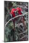 South America, Brazil, Mato Grosso do Sul, Jardim, A pair of red-and-green macaws together.-Ellen Goff-Mounted Photographic Print