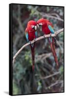 South America, Brazil, Mato Grosso do Sul, Jardim, A pair of red-and-green macaws together.-Ellen Goff-Framed Stretched Canvas