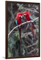 South America, Brazil, Mato Grosso do Sul, Jardim, A pair of red-and-green macaws together.-Ellen Goff-Framed Photographic Print