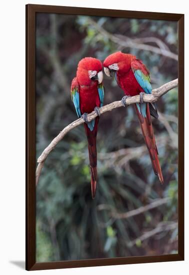 South America, Brazil, Mato Grosso do Sul, Jardim, A pair of red-and-green macaws together.-Ellen Goff-Framed Photographic Print