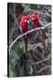 South America, Brazil, Mato Grosso do Sul, Jardim, A pair of red-and-green macaws together.-Ellen Goff-Stretched Canvas