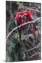 South America, Brazil, Mato Grosso do Sul, Jardim, A pair of red-and-green macaws together.-Ellen Goff-Mounted Premium Photographic Print