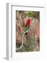 South America, Brazil, Mato Grosso do Sul, Jardim, Red-and-green macaw.-Ellen Goff-Framed Photographic Print