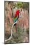 South America, Brazil, Mato Grosso do Sul, Jardim, Red-and-green macaw.-Ellen Goff-Mounted Photographic Print