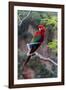 South America, Brazil, Mato Grosso do Sul, Jardim, Red-and-green macaw.-Ellen Goff-Framed Photographic Print