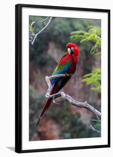 South America, Brazil, Mato Grosso do Sul, Jardim, Red-and-green macaw.-Ellen Goff-Framed Photographic Print