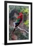 South America, Brazil, Mato Grosso do Sul, Jardim, Red-and-green macaw.-Ellen Goff-Framed Photographic Print