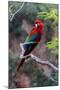 South America, Brazil, Mato Grosso do Sul, Jardim, Red-and-green macaw.-Ellen Goff-Mounted Photographic Print