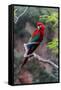 South America, Brazil, Mato Grosso do Sul, Jardim, Red-and-green macaw.-Ellen Goff-Framed Stretched Canvas