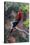 South America, Brazil, Mato Grosso do Sul, Jardim, Red-and-green macaw.-Ellen Goff-Stretched Canvas