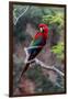 South America, Brazil, Mato Grosso do Sul, Jardim, Red-and-green macaw.-Ellen Goff-Framed Photographic Print