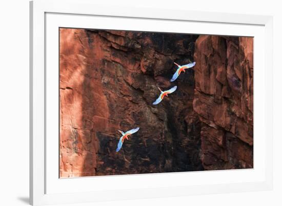 South America, Brazil, Mato Grosso do Sul, Jardim, Red-and-green macaws flying in the sinkhole.-Ellen Goff-Framed Photographic Print