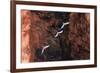 South America, Brazil, Mato Grosso do Sul, Jardim, Red-and-green macaws flying in the sinkhole.-Ellen Goff-Framed Photographic Print