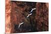 South America, Brazil, Mato Grosso do Sul, Jardim, Red-and-green macaws flying in the sinkhole.-Ellen Goff-Mounted Photographic Print