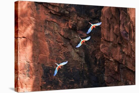 South America, Brazil, Mato Grosso do Sul, Jardim, Red-and-green macaws flying in the sinkhole.-Ellen Goff-Stretched Canvas