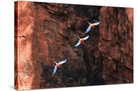 South America, Brazil, Mato Grosso do Sul, Jardim, Red-and-green macaws flying in the sinkhole.-Ellen Goff-Stretched Canvas