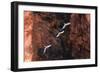 South America, Brazil, Mato Grosso do Sul, Jardim, Red-and-green macaws flying in the sinkhole.-Ellen Goff-Framed Photographic Print