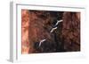 South America, Brazil, Mato Grosso do Sul, Jardim, Red-and-green macaws flying in the sinkhole.-Ellen Goff-Framed Photographic Print