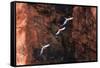South America, Brazil, Mato Grosso do Sul, Jardim, Red-and-green macaws flying in the sinkhole.-Ellen Goff-Framed Stretched Canvas