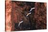 South America, Brazil, Mato Grosso do Sul, Jardim, Red-and-green macaws flying in the sinkhole.-Ellen Goff-Stretched Canvas