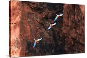 South America, Brazil, Mato Grosso do Sul, Jardim, Red-and-green macaws flying in the sinkhole.-Ellen Goff-Stretched Canvas