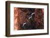 South America, Brazil, Mato Grosso do Sul, Jardim, Red-and-green macaws flying in the sinkhole.-Ellen Goff-Framed Photographic Print