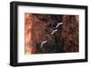 South America, Brazil, Mato Grosso do Sul, Jardim, Red-and-green macaws flying in the sinkhole.-Ellen Goff-Framed Photographic Print