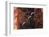 South America, Brazil, Mato Grosso do Sul, Jardim, Red-and-green macaws flying in the sinkhole.-Ellen Goff-Framed Photographic Print