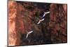 South America, Brazil, Mato Grosso do Sul, Jardim, Red-and-green macaws flying in the sinkhole.-Ellen Goff-Mounted Photographic Print