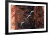 South America, Brazil, Mato Grosso do Sul, Jardim, Red-and-green macaws flying in the sinkhole.-Ellen Goff-Framed Photographic Print