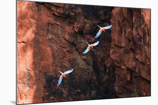 South America, Brazil, Mato Grosso do Sul, Jardim, Red-and-green macaws flying in the sinkhole.-Ellen Goff-Mounted Photographic Print